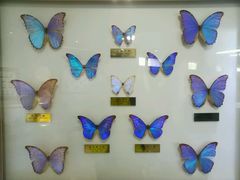 -上海昆虫博物馆