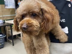 -爱侣宠医·鹦鹉专科·小型哺乳类·异宠专科(灵石路店)