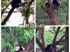 -成都大熊猫繁育研究基地