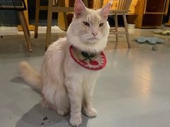 -豆逗聊愈猫阁Easy Life