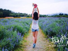 -北京东方普罗旺斯薰衣草庄园