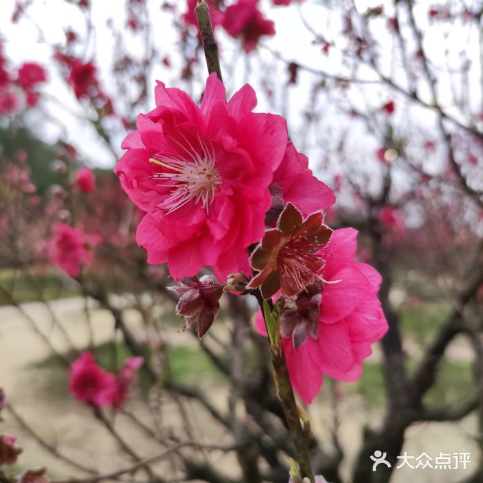 南国桃园旅游度假区图片