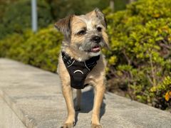 -胡麻(静安嘉里店)