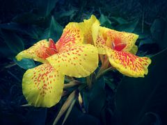 -三圣花乡旅游区