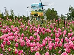 -荷兰花海