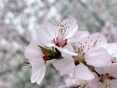 -桃花堤公园