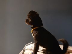 -熊小胖宠物生活馆(天华园店)