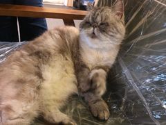 -猫色咖啡·猫咖