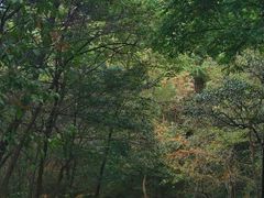 -金龙寺国家森林公园