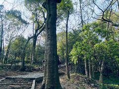 -上海佘山国家森林公园天马山园