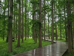 -黄海国家森林公园