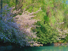 -棠湖公园