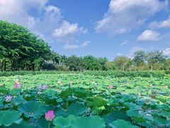 -顺峰山公园