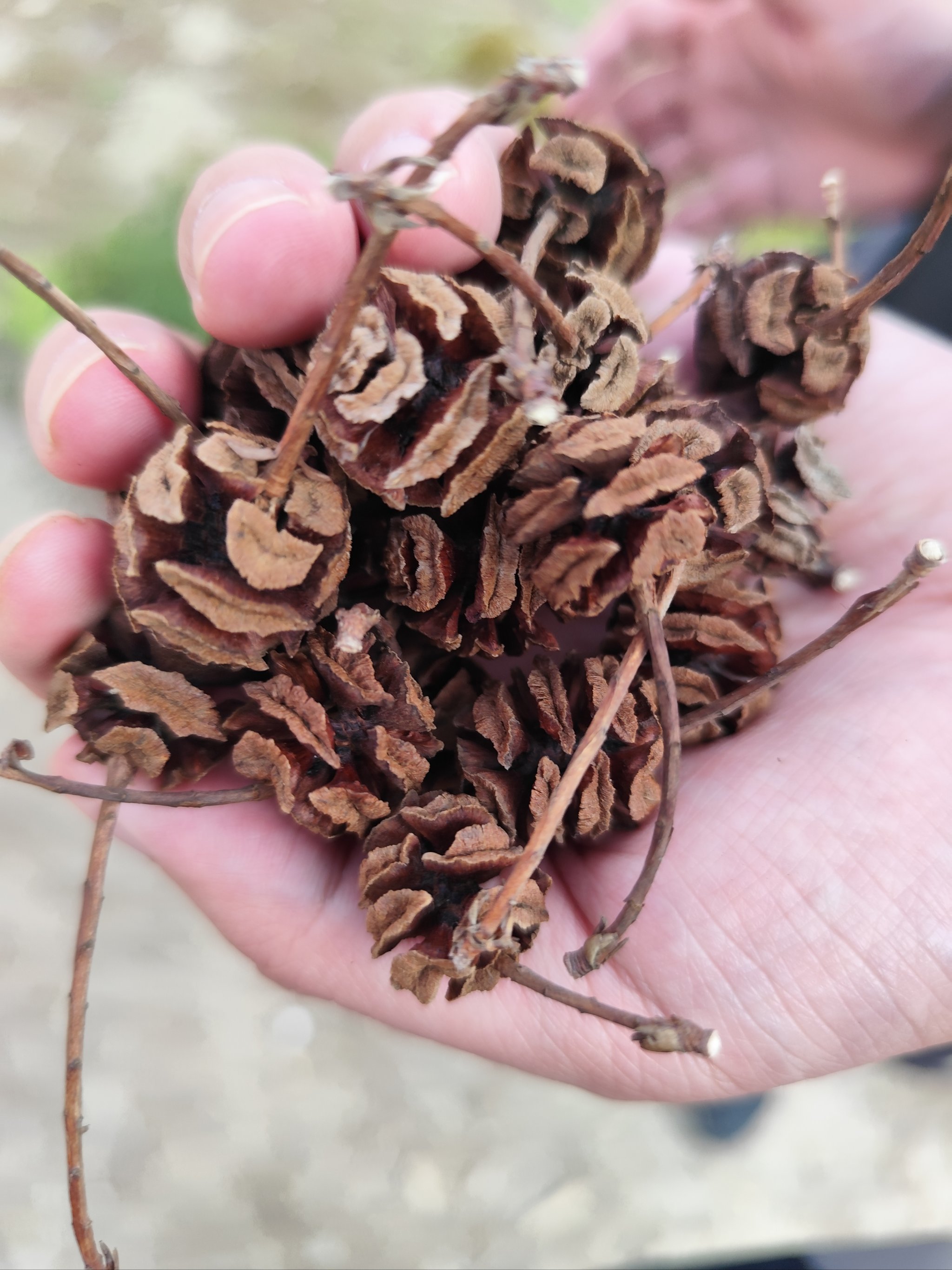 你能猜出这是什么吗?