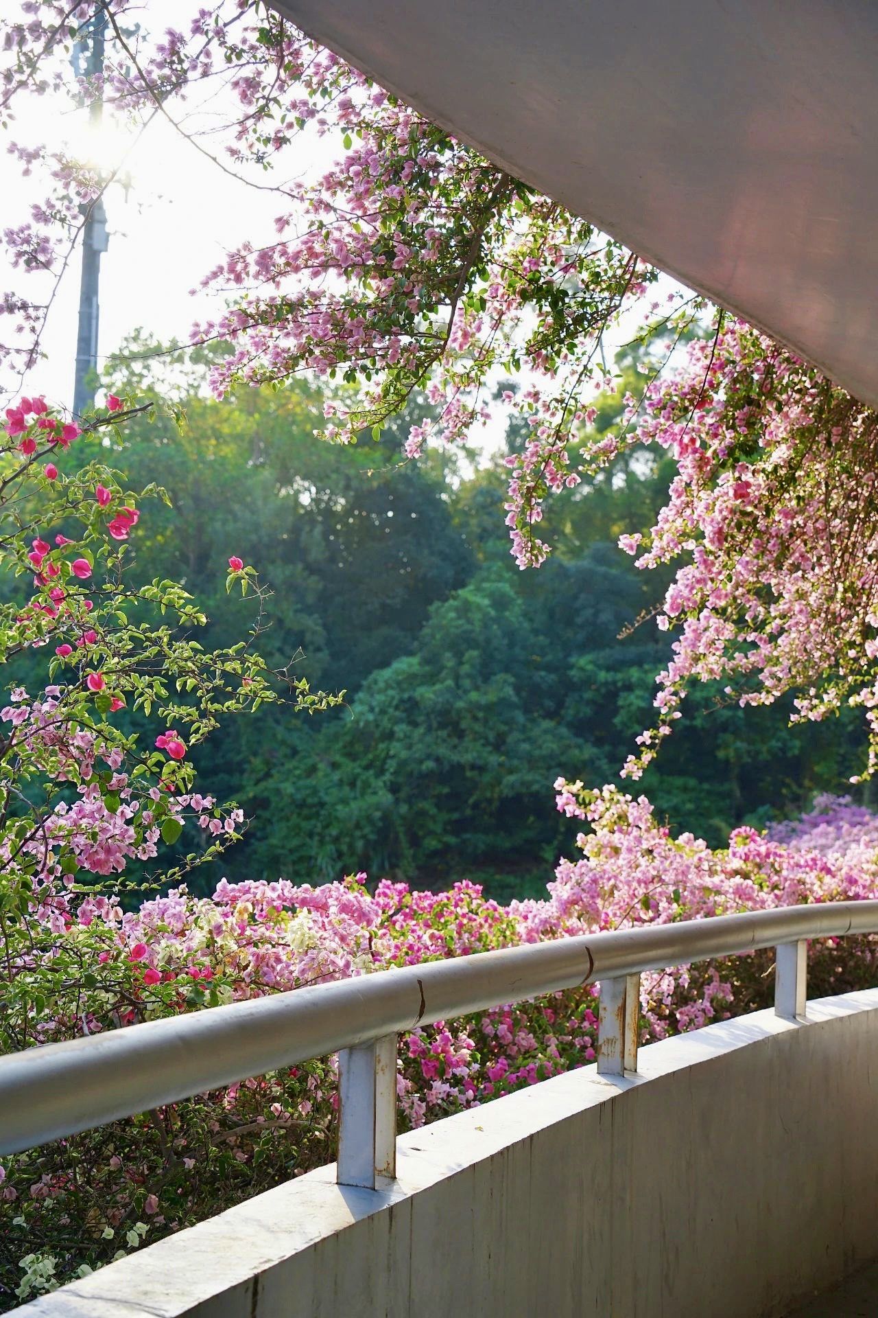 我愿称之为深圳最美停车场