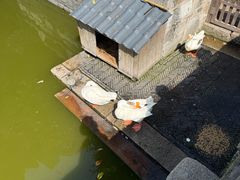 -苏州文庙(姑苏区)