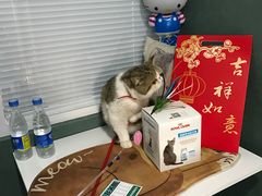 -瑞派长江宠物医院·猫科·外科·24小时夜护(谊城公寓分院)