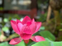 -百花洲