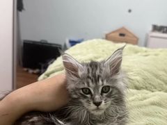 -翊宠yipet猫狗购宠庄园