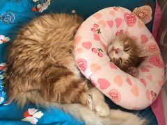 -伟伟宠物医院·瑞派猫友好医院·猫科(光谷店)