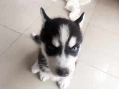 -佳百利宠物(荣乐中路115弄小区店)