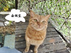 -喵屿·大理花园猫咖