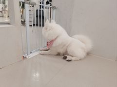 -共舞时光猫咖·狗咖(新街口店)