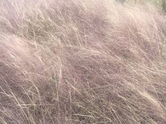 -杭州湾海上花田景区