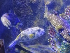 -太平洋海底世界