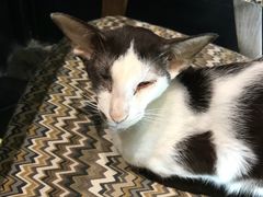-猫色咖啡·猫咖