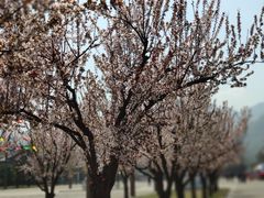 -终南山古楼观历史文化景区