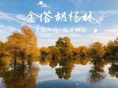-金塔沙漠胡杨林景区