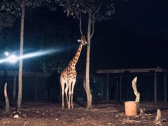 -清迈夜间动物园