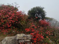 -梧桐山风景名胜区