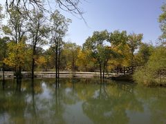 -金塔沙漠胡杨林景区