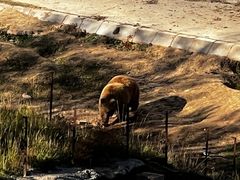 -青藏高原野生动物园