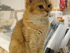 -楼上猫咖(罗湖店)