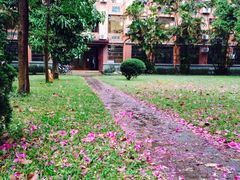 -中山大学学者灵芝(园南路店)
