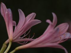 -杭州植物园