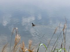 -野鸭湖国家湿地公园