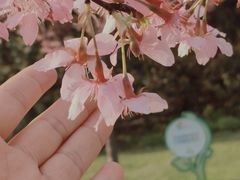 -顾村公园