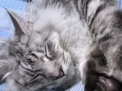 -小猫来了·猫舍(红山六九七九店)