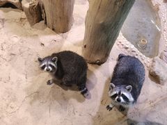 -正佳雨林生态植物园