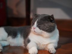 -喵zoo家庭繁育猫舍(尖东智能花园店)