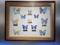 -上海昆虫博物馆