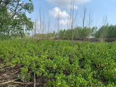 -东寨港红树林旅游区