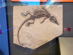 -贝林大翅鲸简餐厅(国家海洋博物馆店)