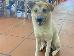 -大石鼓山庄·珠海第一烧猪