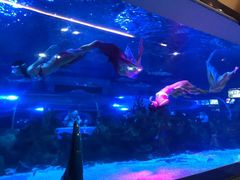 -成都浩海立方海洋公园