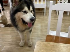 -李小姐の猫咖啡馆(五角场店)